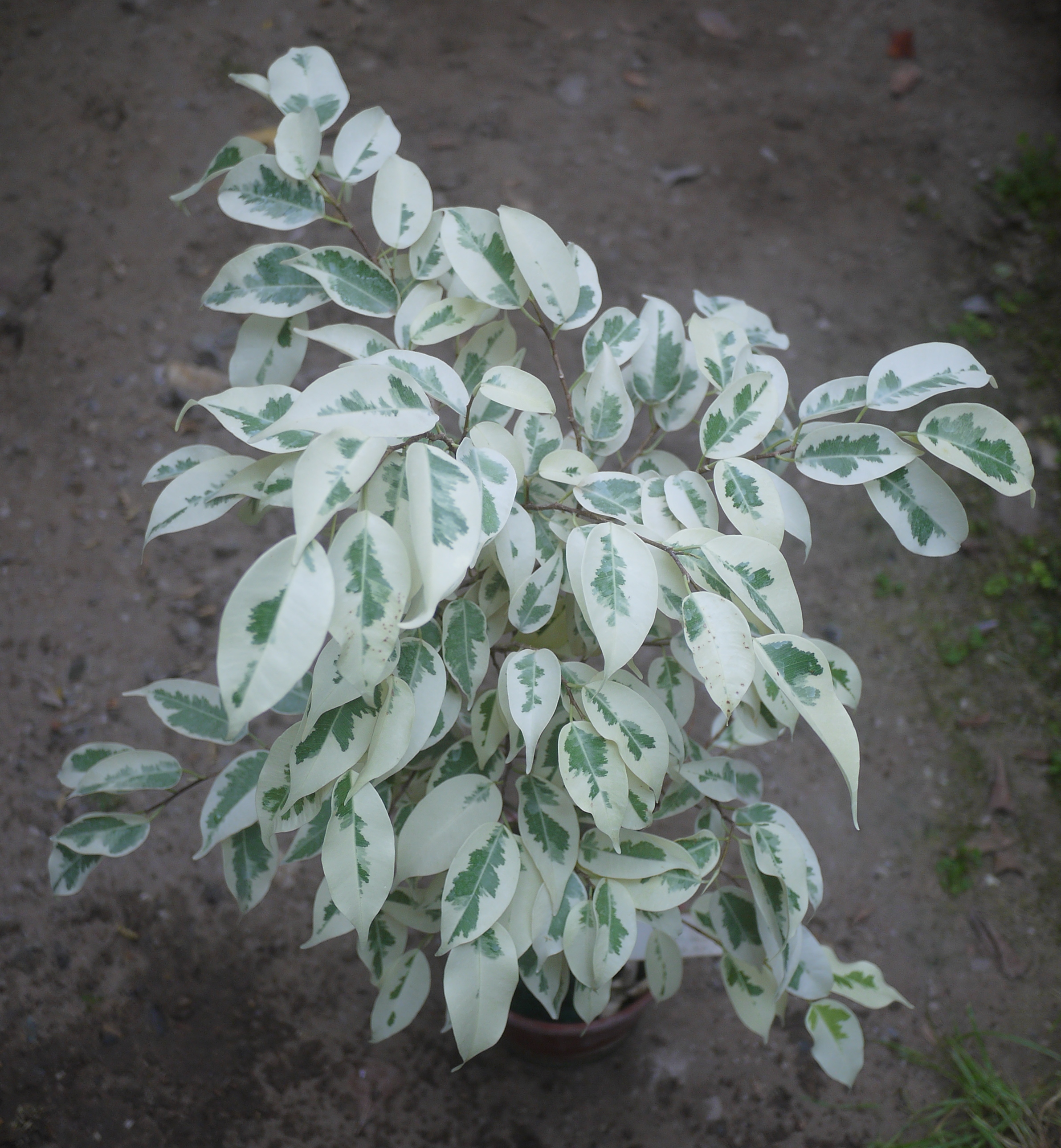 Коллекции растений ЦСБС СО РАН - Ficus benjamina L. – Фикус Бенджамина